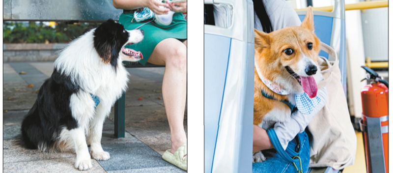 Shenzhen lanza autobuses que admiten mascotas y rutas para ciclistas